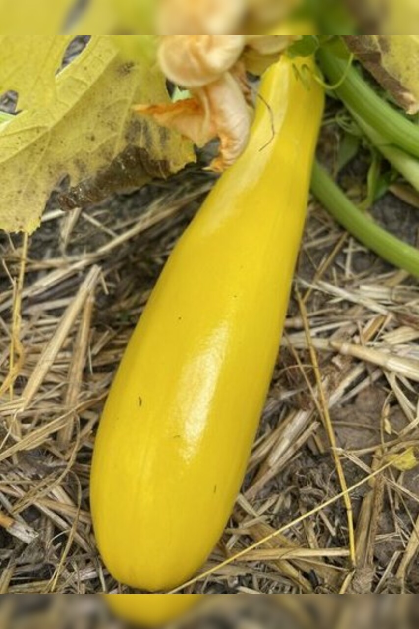 Gemüsesamen Set "Zucchini" - 3 BIO-Sorten [samenfest]