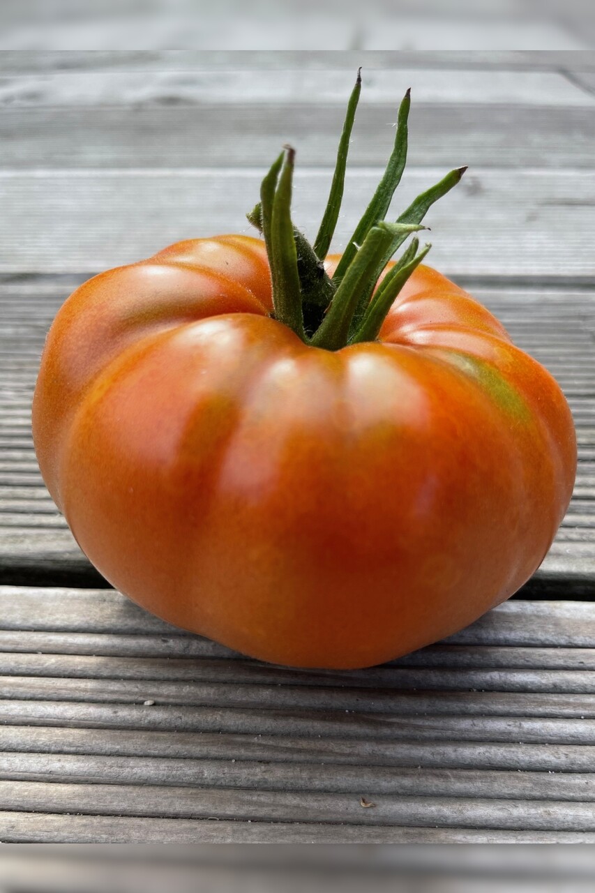 Tomaten Set "Alte Tomatensorten" - 4 BIO-Sorten [samenfest]