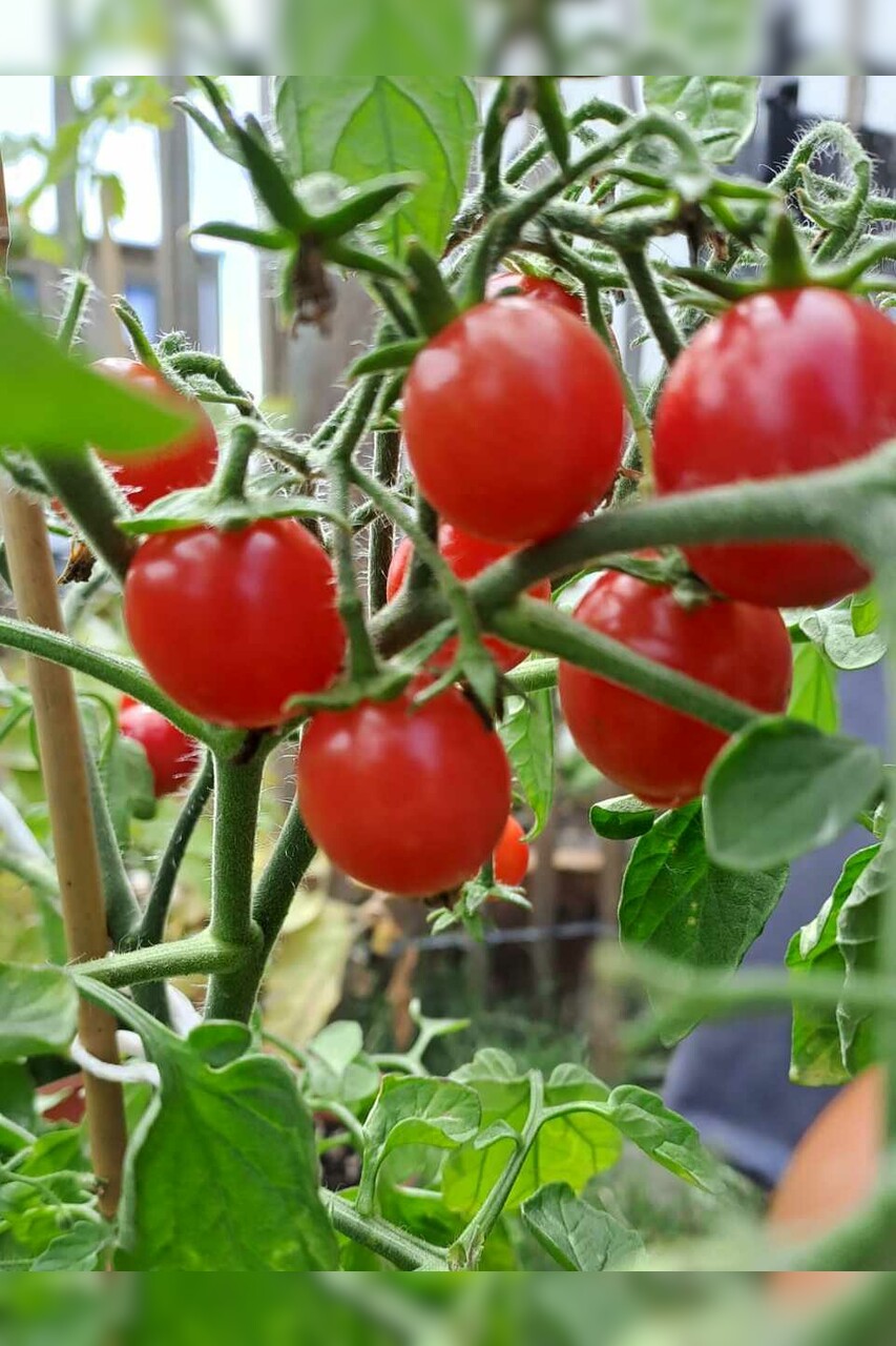 Tomate "Ampeltomate" -BIO-Balkontomate [samenfest]
