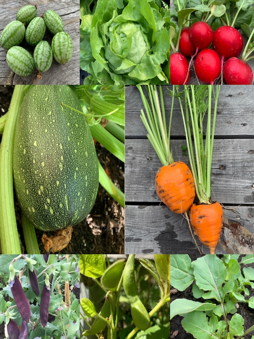 Gemüse Set "Balkongemüse" - 8 BIO-Sorten [samenfest]