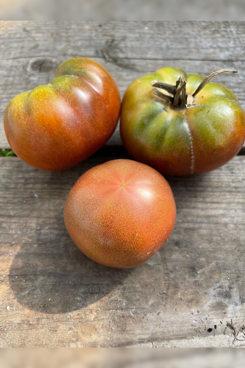 Tomate „Black Krim“ - BIO-Tomatensorte [samenfest]