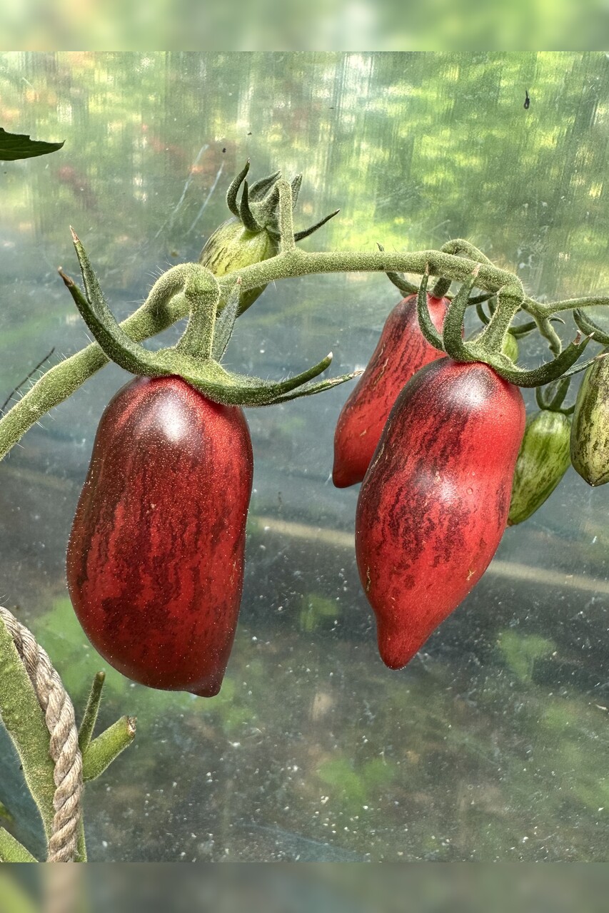 Tomate "Slivka Gurman" - BIO-Tomatensorte [samenfest]