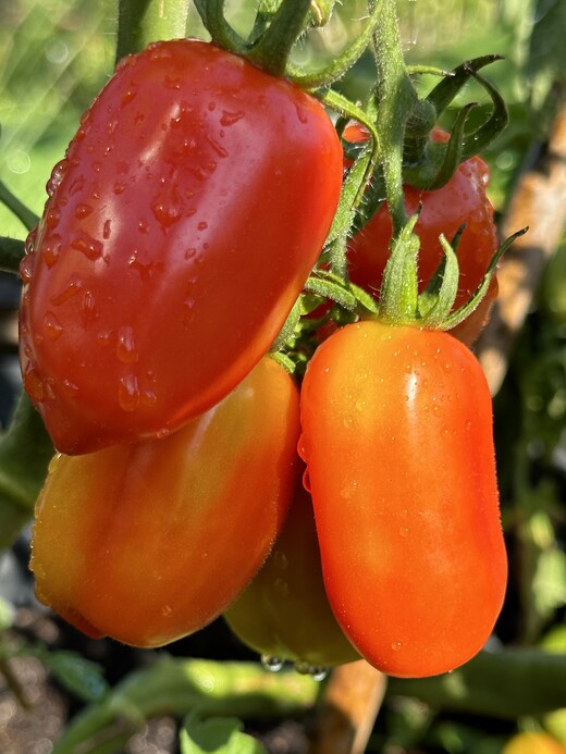 Tomate "San Marzano" - BIO-Flaschentomate [samenfest]