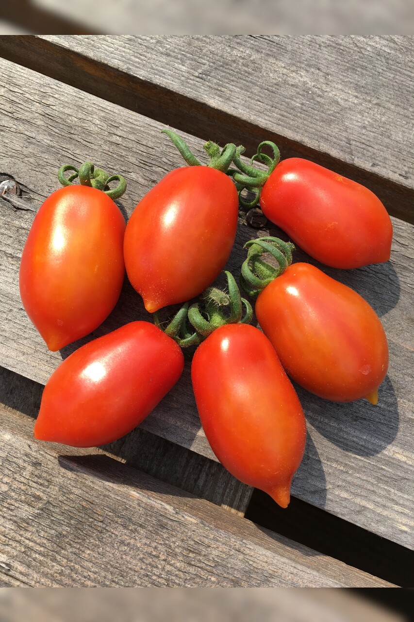 Tomate "Elfin" - BIO-Tomatensorte [samenfest]
