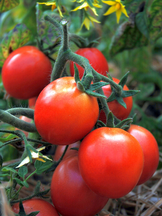 Anzucht-Set "Tomate & Basilikum" [samenfest]