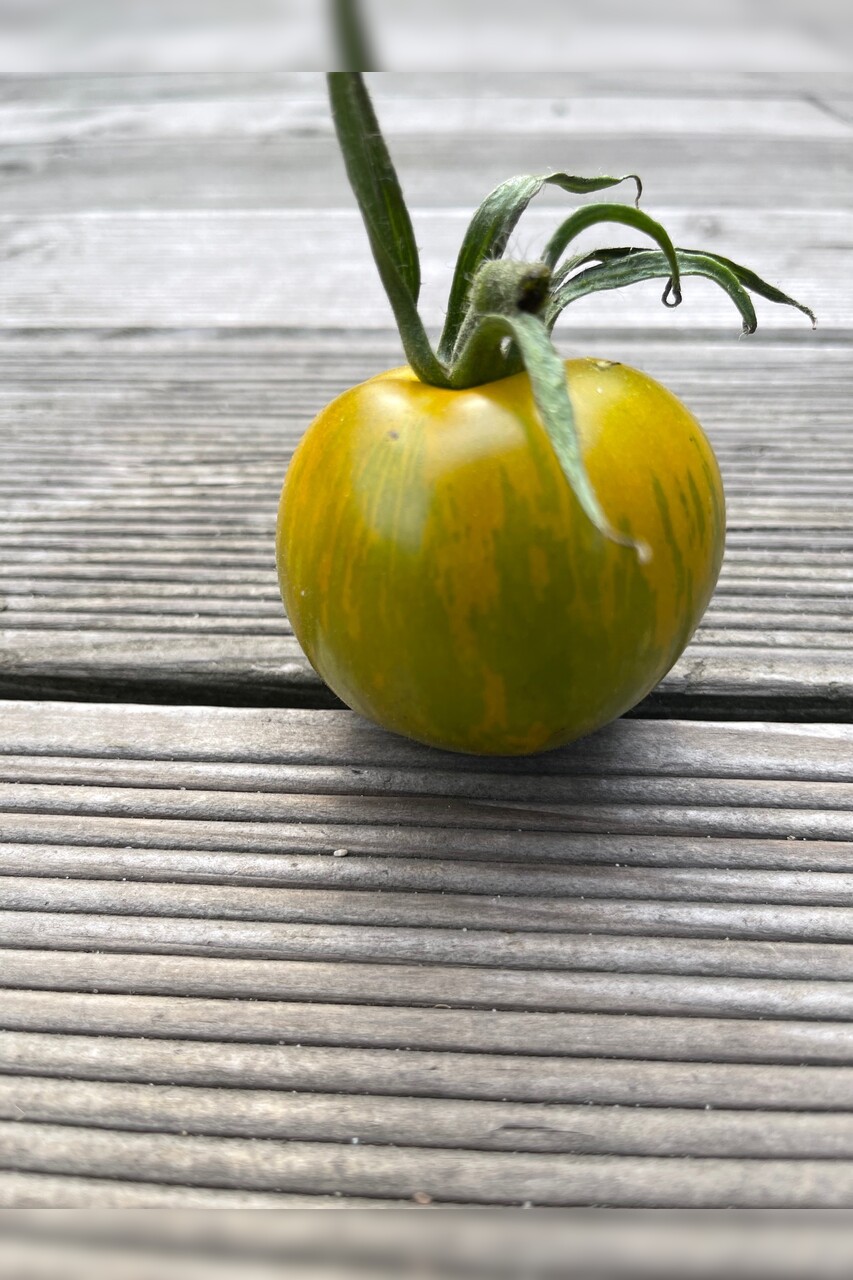 Tomate "Green Zebra" - BIO-Tomatensorte [samenfest]