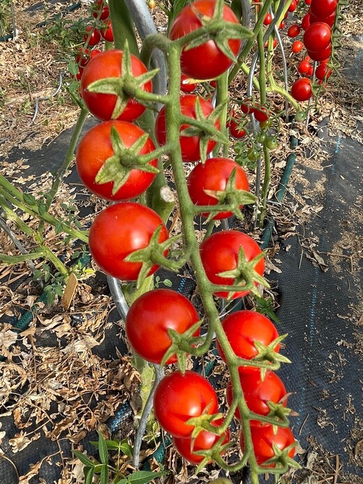 mittleres Tomaten Set - 8 BIO-Tomatensorten [samenfest]
