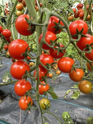 Tomate "mexikanische Honigtomate" - BIO-Tomatensorte [samenfest]