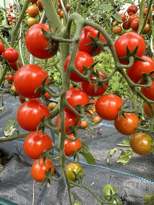 Tomate "mexikanische Honigtomate" - BIO-Tomatensorte [samenfest]
