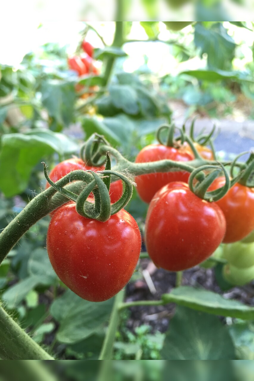Tomate "Taubenherz" - BIO-Tomatensorte [samenfest]