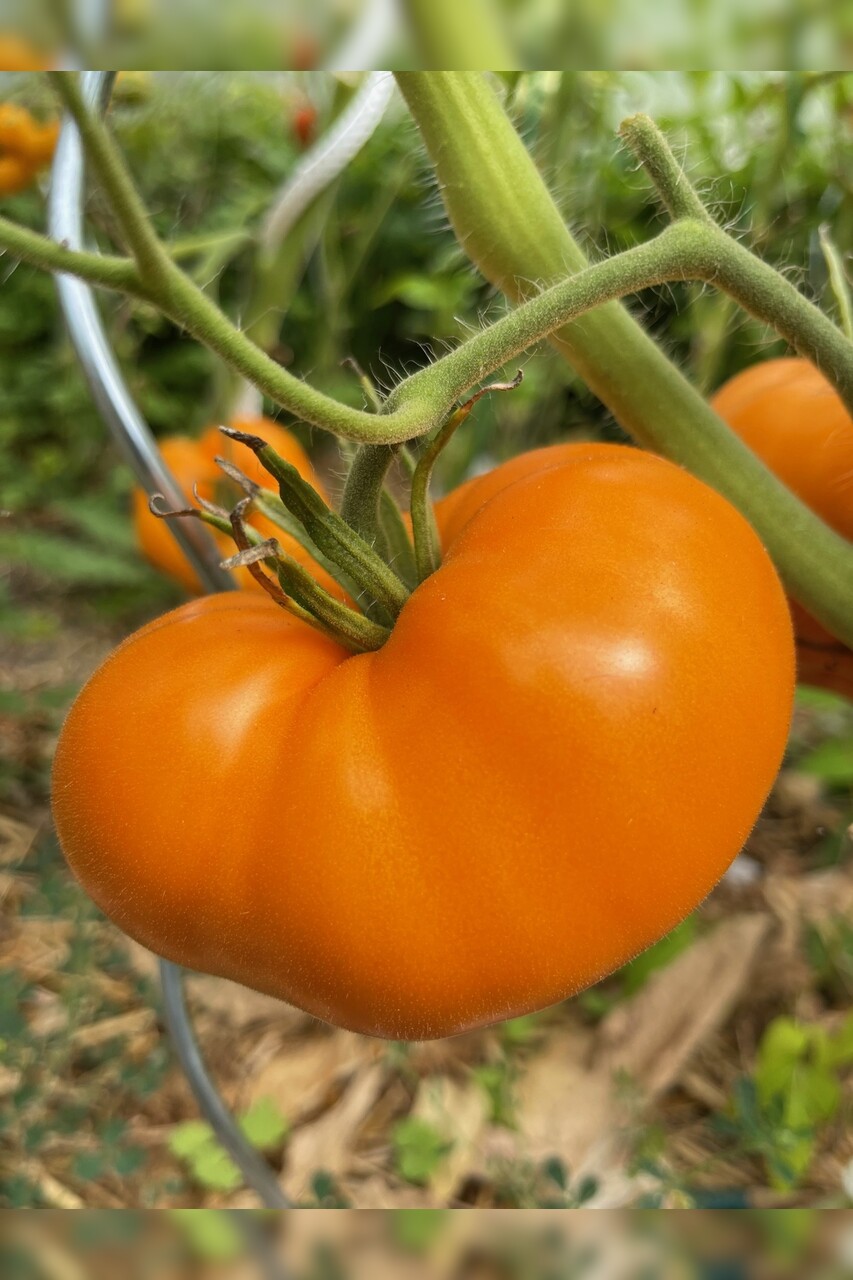 Tomaten Set "Gewächshaustomaten" - 4 BIO-Sorten [samenfest]