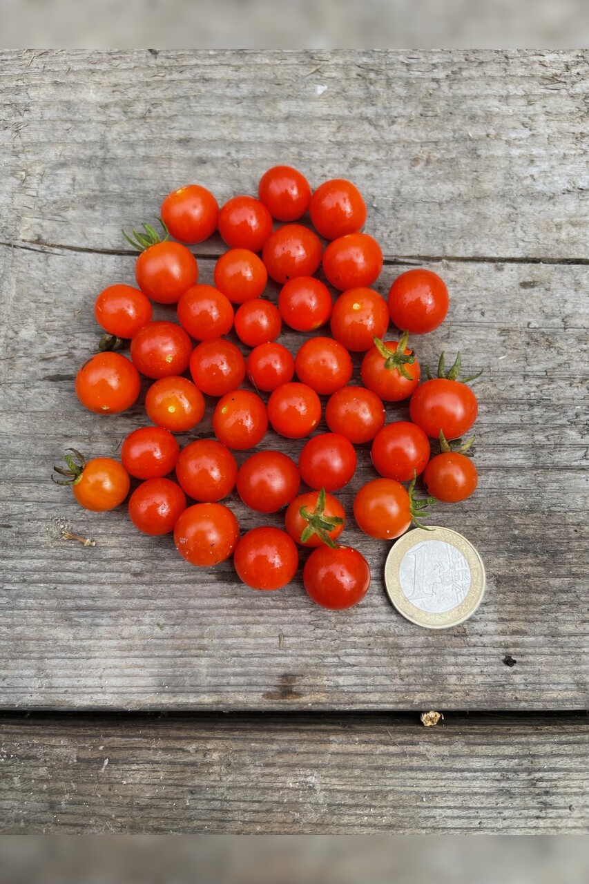 Tomaten Set "robuste Tomaten" - 4 robuste BIO-Sorten [samenfest]