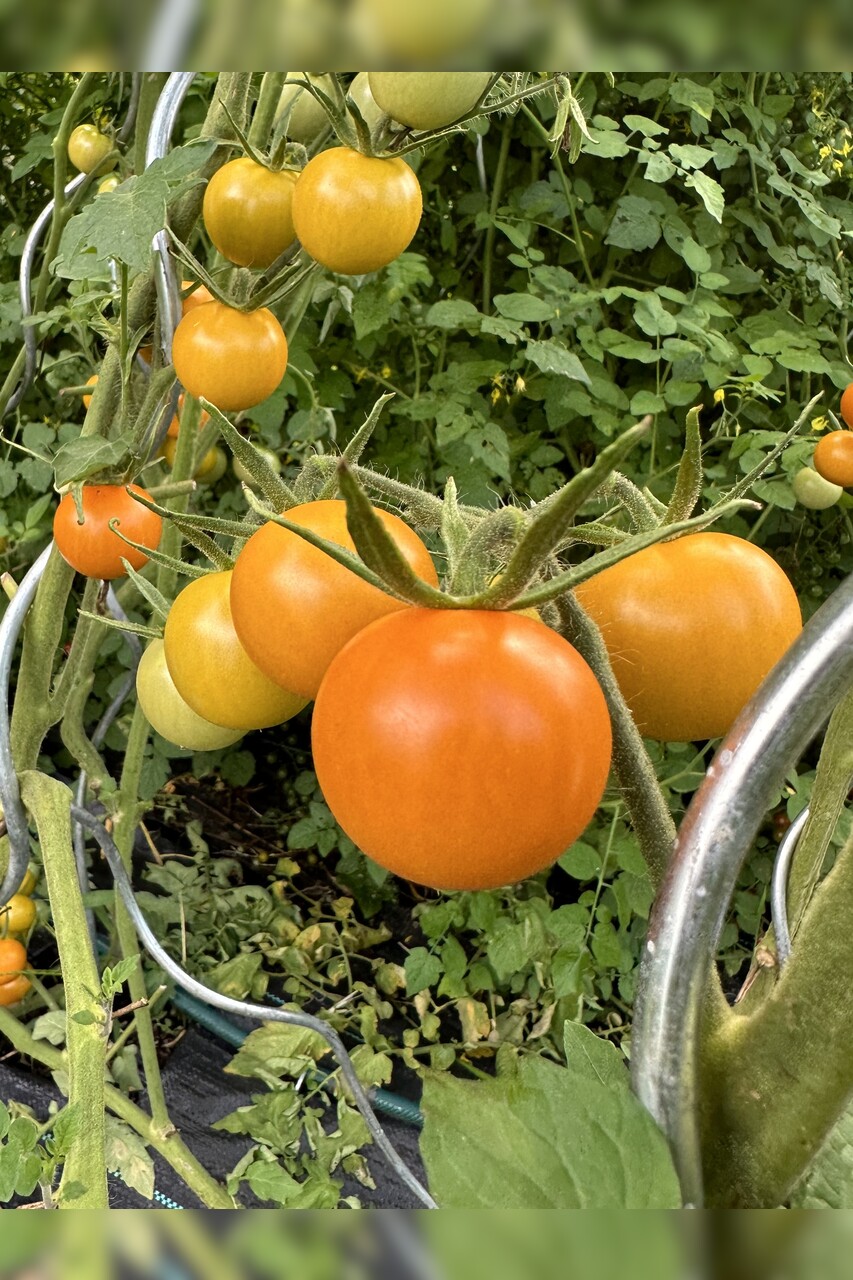 Tomaten Set "russische Tomaten" - 4 BIO-Tomatensorten [samenfest]