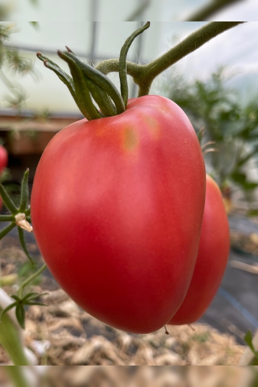 Tomate "Ochsenherz" - BIO-Tomatensorte [samenfest]