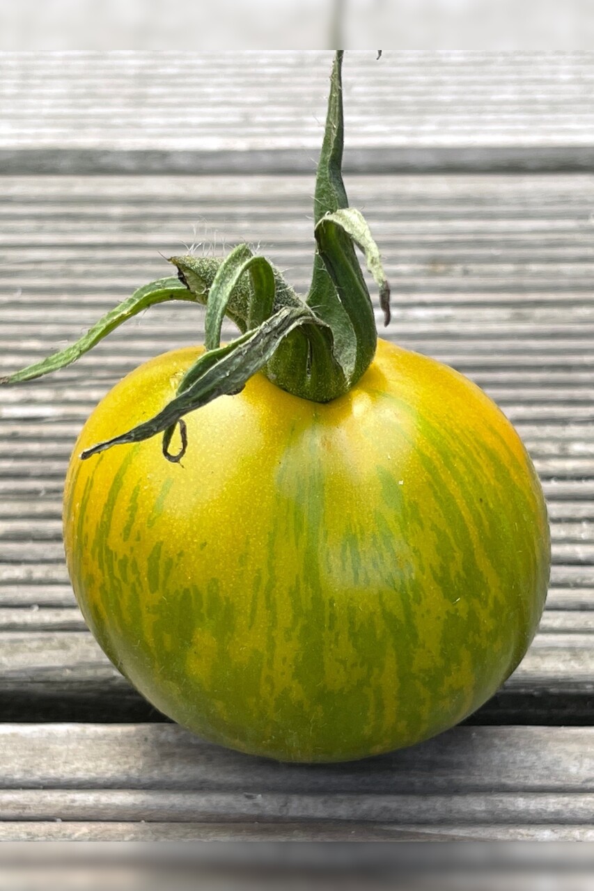 Tomate "Green Zebra" - BIO-Tomatensorte [samenfest]