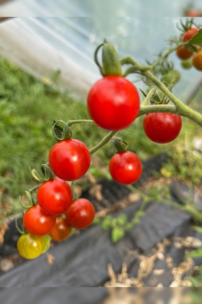 Tomate "Dicks Cherry" - BIO-Tomatensorte [samenfest]
