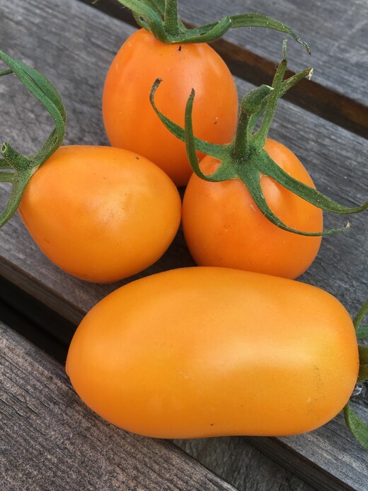 Tomate "Fonarik" - BIO-Tomatensorte [samenfest]