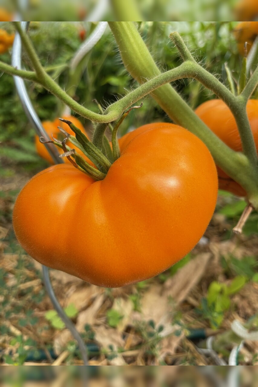 Tomate "Orange Queen" - BIO-Tomatensorte [samenfest]