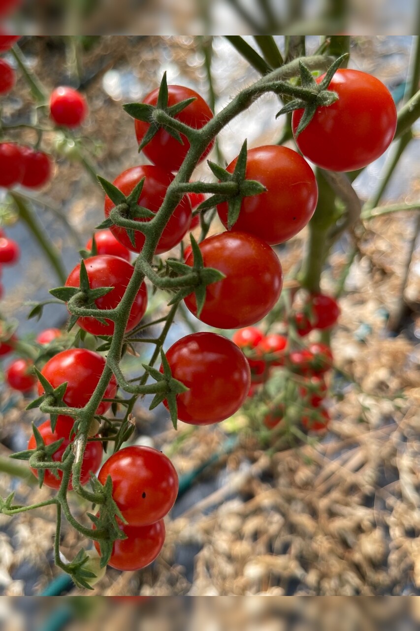Tomate "Zuckertraube" - BIO-Tomatensamen [samenfest]
