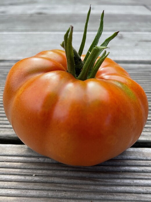 Tomate "Brandywine Rot" - BIO-Tomatensorte [samenfest]
