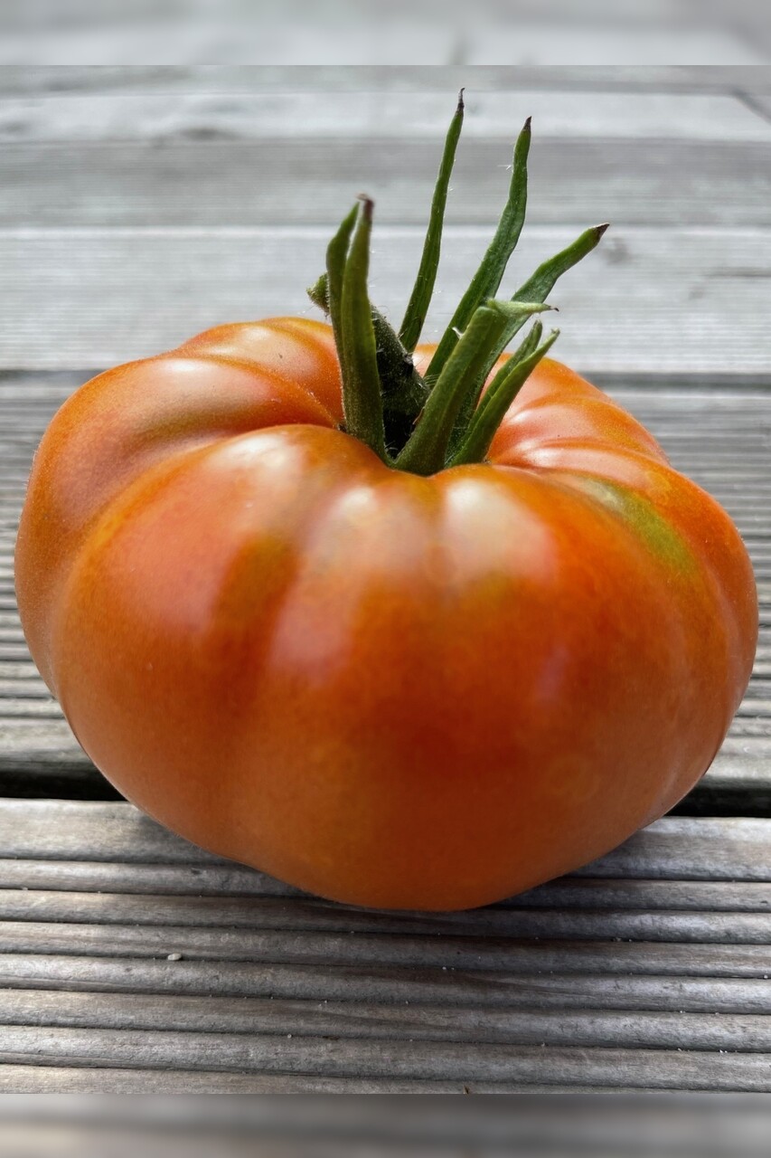 Tomate "Brandywine Rot" - BIO-Tomatensorte [samenfest]