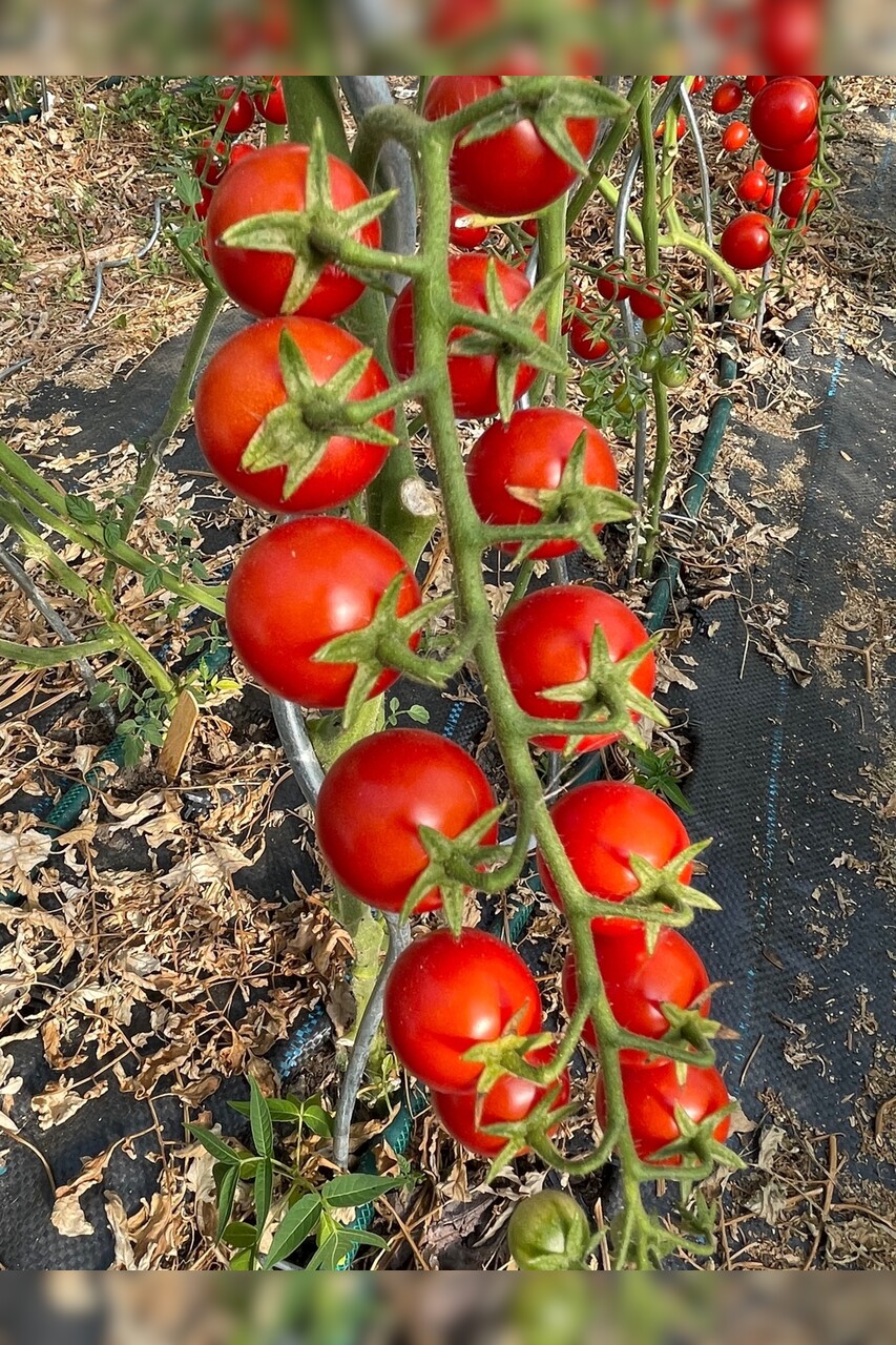 Tomate "Zuckertraube" - BIO-Tomatensamen [samenfest]
