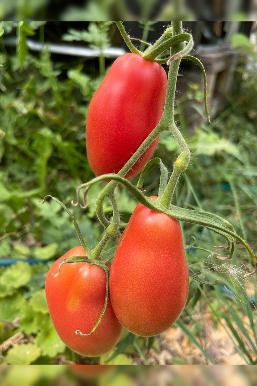 Tomate "Kaukasische Liane" - BIO-Tomatensorte [samenfest]