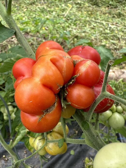 Tomate "Reisetomate" - BIO-Tomatensorte [samenfest]