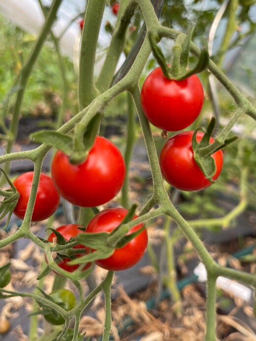 Tomate "Dicks Cherry" - BIO-Tomatensorte [samenfest]