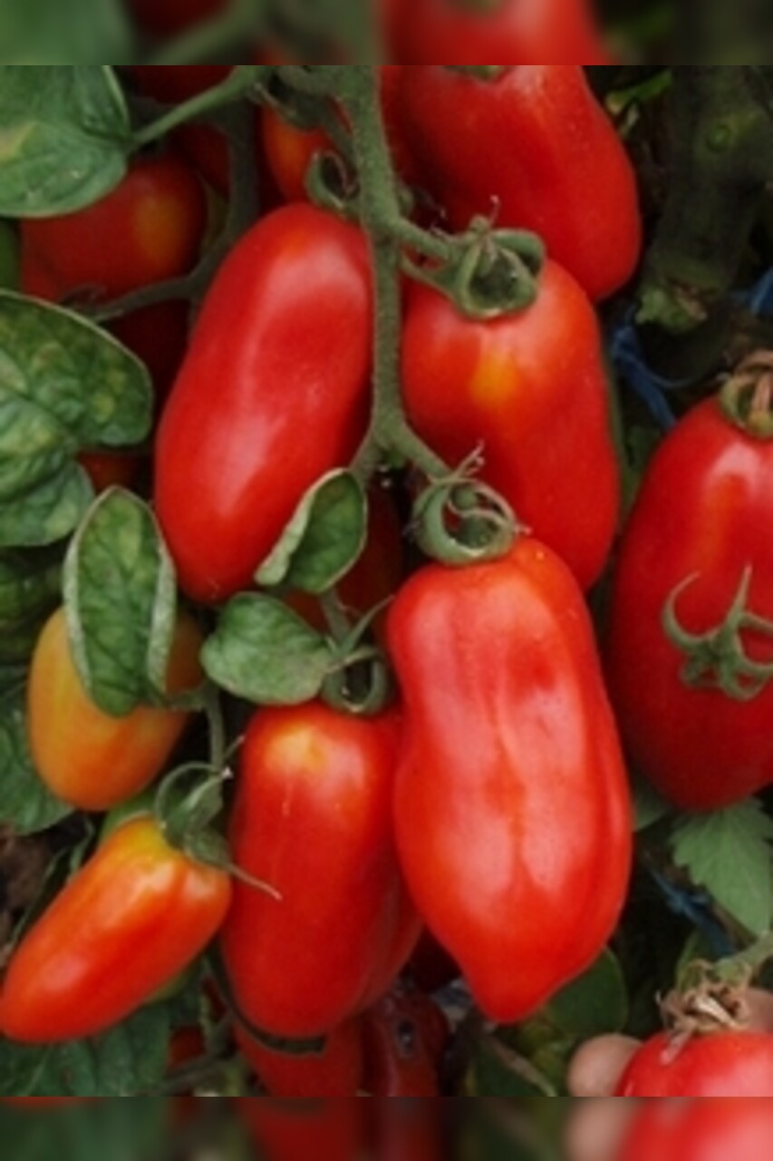 Anzucht-Set "italienische Tomaten" [samenfest]