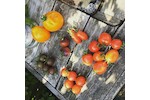 Bild von Tomaten - Standort, Erde, Dünger und Bewässerung
