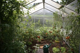 Bild von Tomatenhaus selber bauen