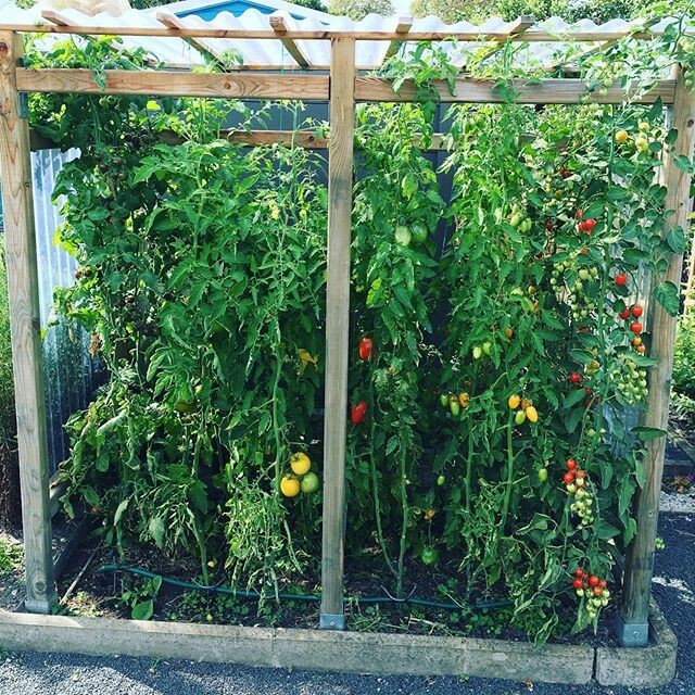 Tomaten, Vielfalt im Beet, Beetliebe, Tomatenpflanzen, Blog