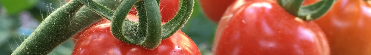 Tomatensamen
