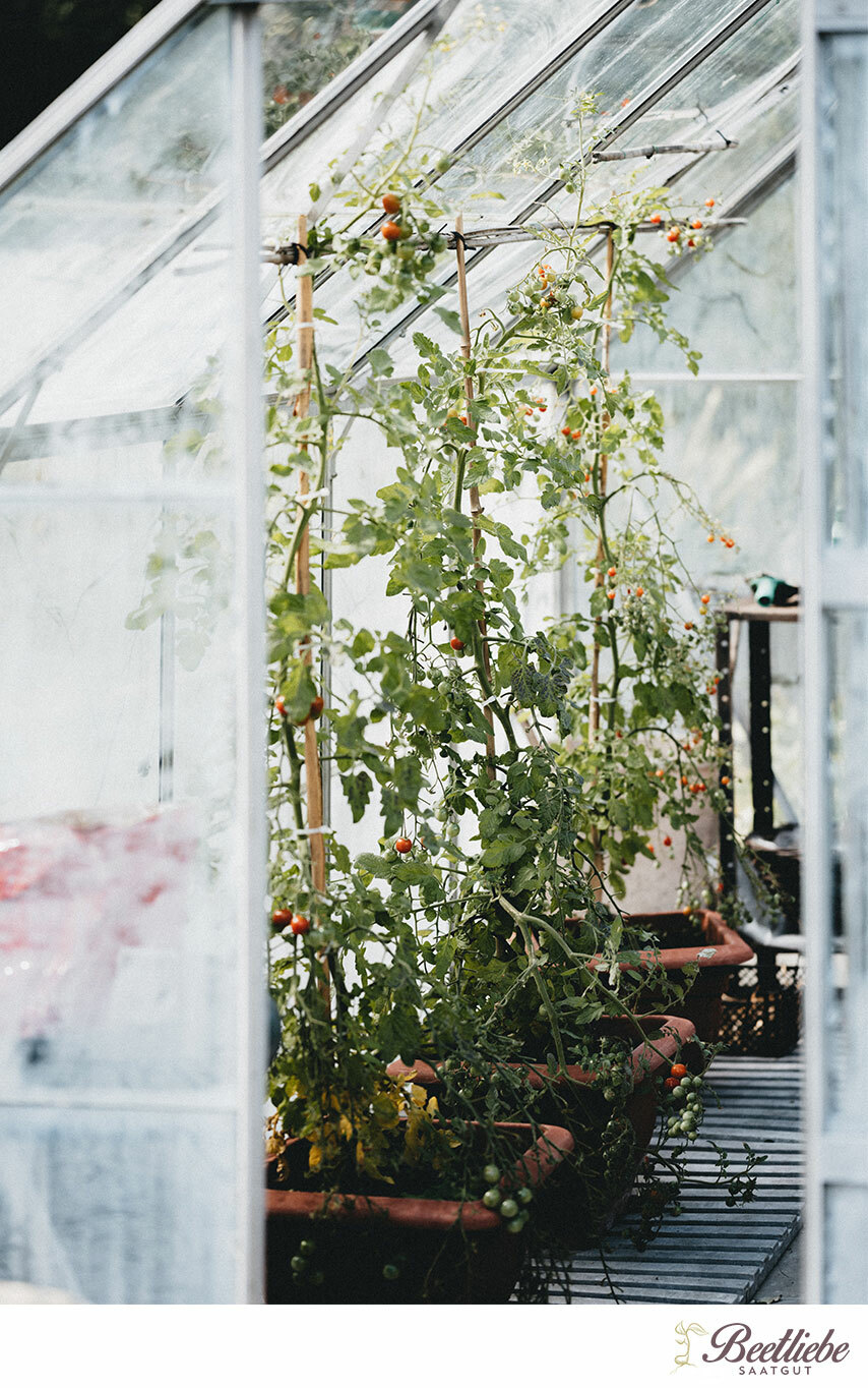Tomatengewächshaus, Blick nach innen